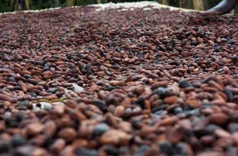 Cocoa beans are pictured in Ghana's eastern cocoa town of Akim Akooko, September 6, 2012. PHOTO BY REUTERS/Kwasi Kpodo