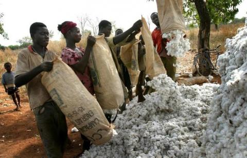 Cotton haverster are seen in the Korhogo region in northern Ivory Coast December. PHOTO BY REUTERS
