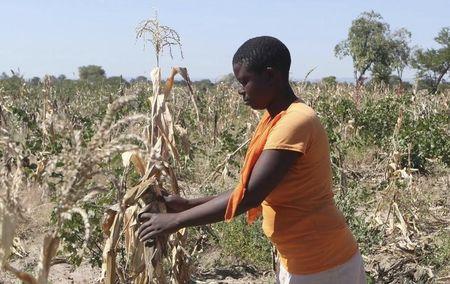 Mejury Tererai, 31, works in her maize field near Gokwe, Zimbabwe, May 20, 2015. PHOTO BY REUTERS/Philimon Bulawayo