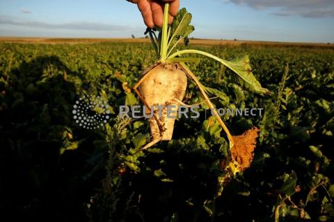 A French farmer holds a sugar beet from his dry field, as extreme drought hits France, in Blecourt, France, September 18, 2019. PHOTO BY REUTERS/Pascal Rossignol 
