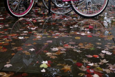 A pink bicycle is seen reflected in a leaf-covered puddle on campus at Yale University in New Haven, Connecticut, November 12, 2015. PHOTO BY REUTERS/Shannon Stapleton