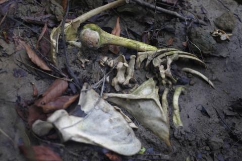 Human bones are seen in a shallow grave in Inn Din, Myanmar, October 26, 2017. PHOTO BY REUTERS/Wa Lone