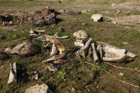 Bones and skulls, suspected to belong to Iraq's Yazidi community, are seen in a mass grave on the outskirts of the town of Sinjar, November 30, 2015. REUTERS/Ari Jalal