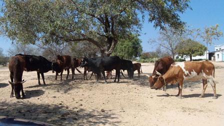 Cattle graze near Zimunya, in Manicaland province, Zimbabwe, May 19, 2017. PHOTO BY REUTERS/Andrew Mambondiyani