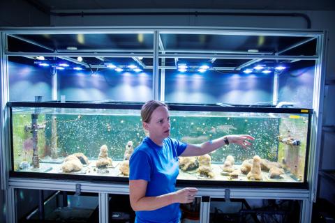 Florida scientists induce spawning of Atlantic coral in lab for first time
