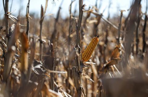 Corn plants are seen in a farm in Lujan, on the outskirts of Buenos Aires, Argentina, August 2, 2019. PHOTO BY REUTERS/Agustin Marcarian