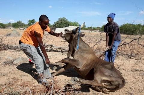 Men attempt to get a malnourished cow on its feet in rural Masvingo, Zimbabwe. PHOTO BY REUTERS/Philimon Bulawayo