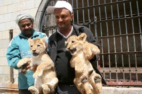A worker holds lion cubs outside their cage at a zoo in Yemen's southwestern city of Taiz, February 23, 2016. PHOTO BY REUTERS/Anees Mahyoub
