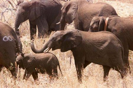 Some of the first 40 elephant wander round in the bush after being released into the Great Limpopo Transfrontier Park in Gaza Mozambique, file photo. PHOTO BY REUTERS