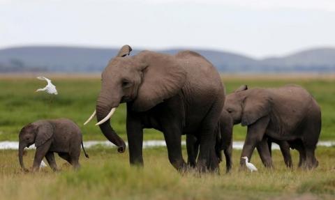 A bird flies over a family of elephants walking in the Amboseli National Park, southeast of Kenya's capital Nairobi, April 25, 2016. PHOTO BY REUTERS/Thomas Mukoya