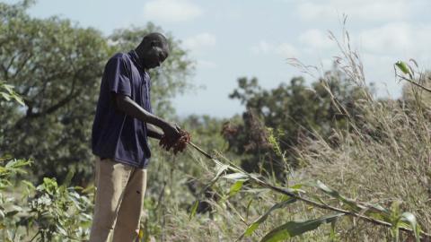 Emily Bronte inspects his sorghum crop at the plot of land he farms near the Bidi Bidi refugee settlement. Yumbe district, Uganda, in this still image taken from video, November 29, 2019. PHOTO BY Thomson Reuters Foundation/Claire Cozens