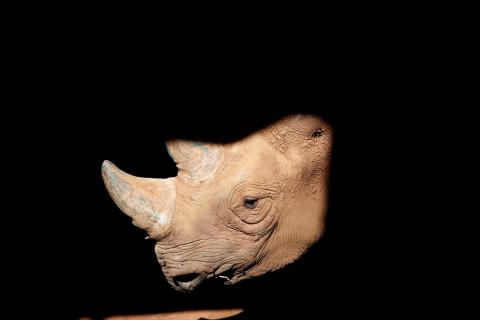 Eric, an 8-year-old east African black rhino who was relocated from the San Diego Zoo is seen in the Singita Grumeti Game Reserve, Tanzania, October 8, 2018. PHOTO BY REUTERS/Baz Ratner