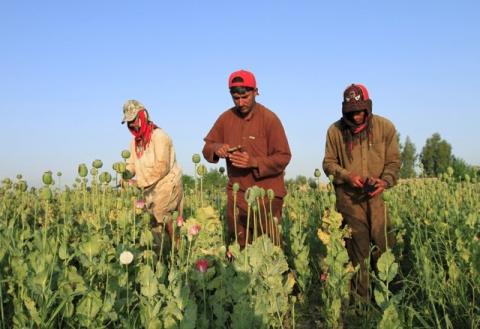 Afghan men gather raw opium on a poppy field on the outskirts of Jalalabad, April 28, 2015. REUTERS/Parwiz