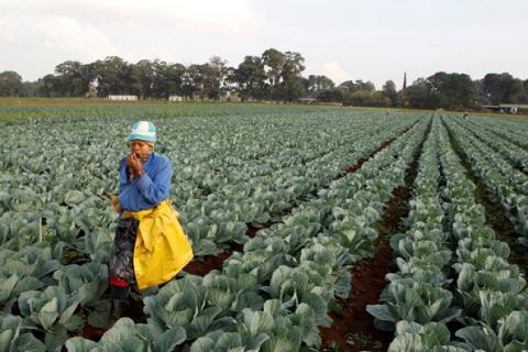 A worker walks between rows of vegetables at a farm in Eikenhof, south of Johannesburg, April 24, 2012. PHOTO BY REUTERS/Siphiwe Sibeko