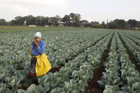 A worker walks between rows of vegetables at a farm in Eikenhof, south of Johannesburg, in this file April 24, 2012 photo. PHOTO BY REUTERS/Siphiwe Sibeko