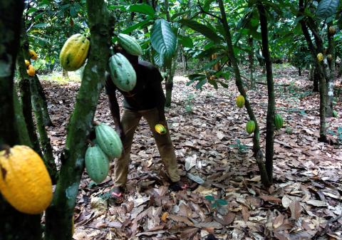 A farmer is seen at his cocoa plantation in Toumodi, Ivory Coast, October 13, 2018. PHOTO BY REUTERS/Thierry Gouegnon