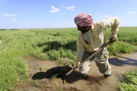 A farmer works at a wheat field in Ras al-Ain province, Syria, April 16, 2016. PHOTO BY REUTERS/Rodi Said