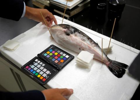 Hiroshi Takahashi, an associate professor at the National Fisheries University, checks a hybrid pufferfish specimen at his laboratory in Shimonoseki, southern Japan, November 12, 2018. PHOTO BY REUTERS/Mari Saito