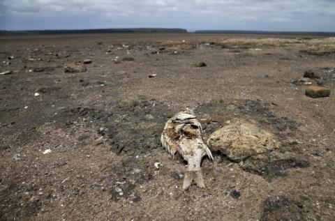 Dead fish are seen as Lake St Lucia is almost completely dry due to drought conditions in the iSimangaliso Wetland Park, northeast of Durban, South Africa, February 25, 2016. PHOTO BY REUTERS/Rogan Ward