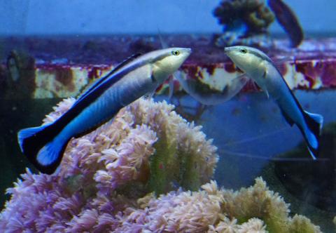 A fish called a cleaner wrasse interacts with its reflection in a mirror placed on the outside of the aquarium glass at a laboratory in Konstanz, Germany in this image released February 6, 2019. PHOTO BY REUTERS/Alex Jordan