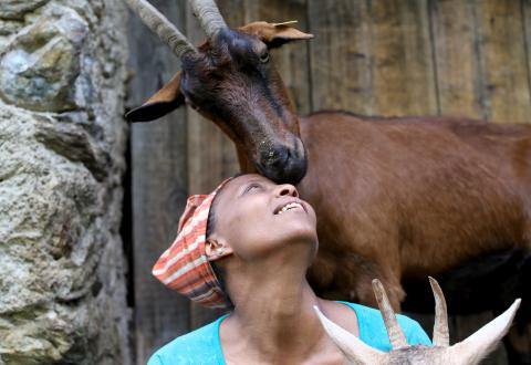 A Mochena goat nuzzles up to Ethiopian Agitu Idea Gudeta, 40, at the her stable at the Valle dei Mocheni near Trento, Italy, July 11, 2018. PHOTO BY REUTERS/Alessandro Bianch