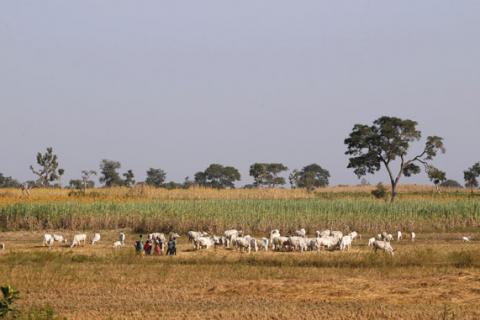 Herders graze a field with their livestocks on the outskirt of Zaria in Nigeria's northern state of Kaduna, November 15, 2016. PHOTO BY REUTERS/Akintunde Akinleye