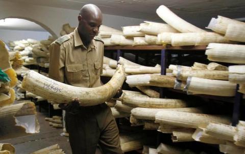 A Zimbabwe National Parks and Wildlife Management official checks ivory inside a storeroom in Harare, August 22, 2012. PHOTO BY REUTERS/Philimon Bulawayo