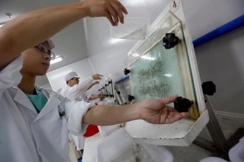 Lab technicians work at a "sex separation area" inside Sun Yat-Sen University-Michigan State University Joint Center of Vector Control for Tropical Disease, in Guangzhou, China July 28, 2016. PHOTO BY REUTERS/Bobby Yip
