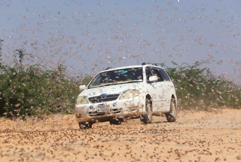 A motorist drives within desert locusts near a grazing land on the outskirt of Dusamareb in Galmudug region, Somalia, December 22, 2019. PHOTO BY REUTERS/Feisal Omar