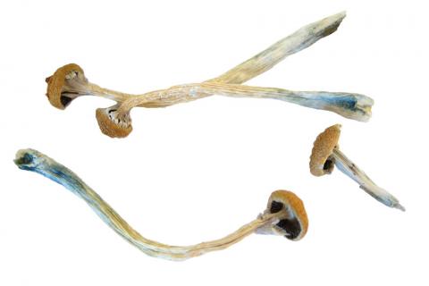 Psilocybin or "magic mushrooms" are seen in an undated photo provided by the U.S. Drug Enforcement Agency (DEA) in Washington, U.S., May 7, 2019. PHOTO BY REUTERS/DEA