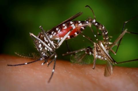 A pair of Aedes albopictus mosquitoes are seen during a mating ritual while the female feeds on a blood meal in a 2003 image from the Centers for Disease Control (CDC). PHOTO BY REUTERS/James Gathany
