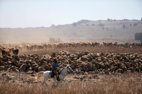 An Israel man rides his horse as he herds cattle at the Israeli-occupied Golan Heights, Israel, July 18, 2018. PHOTO BY REUTERS/Ronen Zvulun