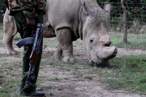 A police officer looks at a northern white rhino, only three of its kind left in the world, as it moves in an enclosed and constantly protected perimeter ahead of the Giants Club Summit of African leaders and others on tackling poaching of elephants and rhinos, Ol Pejeta conservancy near the town of Nanyuki, Laikipia County, Kenya, April 28, 2016. PHOTO BY REUTERS/Siegfried Modola