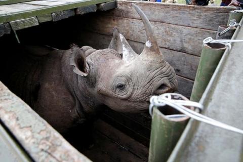 A female black Rhino stands in a box before being transported during rhino translocation exercise In the Nairobi National Park, Kenya, June 26, 2018. PHOTO BY REUTERS/Baz Ratner