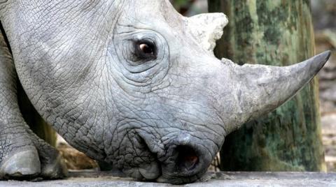 A 33-month-old black rhino is seen at a game reserve near Cape Town, South Africa. PHOTO BY REUTERS/Mike Hutchings