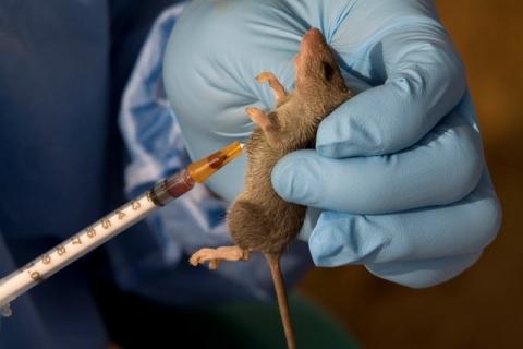 An ecologist extracts a sample of blood from a Mastomys Natalensis rodent in the village of Jormu in southeastern Sierra Leone, February 8, 2011. PHOTO BY REUTERS/Simon Akam