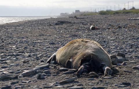 One of many dead seals found washed up on beaches along the Bering Strait, is pictured in Nome, Alaska, U.S., July 16, 2019. PHOTO BY REUTERS/Yereth Rosen