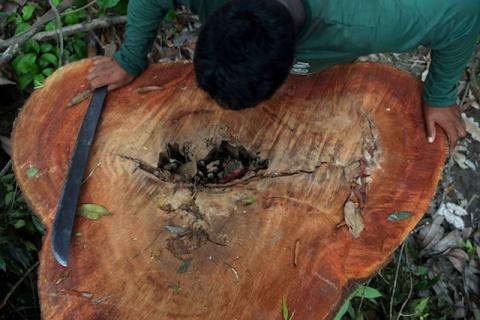 A Kayapo indigenous man looks at a tree stump, where loggers invaded and deforested the forest on Bau indigenous land, in the Amazon near Novo Progresso, Para state, Brazil, September 13, 2019. PHOTO BY REUTERS/Amanda Perobelli