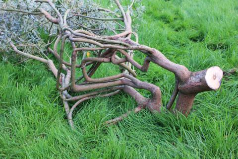 Harvested tree, which has been growing for six years into the shape of a chair, lies on the ground in Wirksworth, Britain, September 11, 2019. PHOTO BY REUTERS/George Sargent