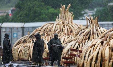 Kenya Wildlife Service (KWS) rangers stand guard in the rain near stacks of elephant tusks, part of an estimated 105 tonnes of confiscated ivory from smugglers and poachers, at Nairobi National Park near Nairobi, Kenya, April 30, 2016. PHOTO BY REUTERS/Thomas Mukoya