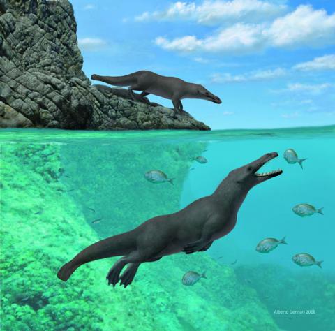 The newly discovered early whale Peregocetus, which lived about 43 million years ago, is pictured along the rocky shore of the southeastern Pacific in this undated artistic reconstruction obtained by Reuters on April 3, 2019. PHOTO BY REUTERS/Alberto Gennari