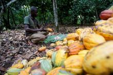 A farmer works on cocoa pods at a farm in Toumodi, Ivory Coast, October 13, 2018. PHOTO BY REUTERS/Thierry Gouegnon