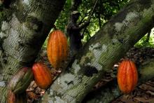 A farmer prepares to cut cocoa pods at a cocoa farm in Agboville, Ivory Coast, April 24, 2017. PHOTO BY REUTERS/Luc Gnago