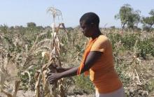 Mejury Tererai, 31, works in her maize field near Gokwe, Zimbabwe, May 20, 2015. PHOTO BY REUTERS/Philimon Bulawayo
