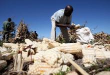 Subsistence farmer Charles Chakabawo harvests maize with his family on their plot in Norton, a farming area outside Zimbabwe's capital Harare, May 10, 2016. PHOTO BY REUTERS/Philimon Bulawayo