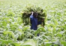 A farm worker harvests tobacco leaves at a farm ahead of the tobacco selling season in Harare, March 3, 2015. PHOTO BY REUTERS/Philimon Bulawayo