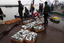 Fishermen stand near boxes of sardines at a fishing port in Agadir, southern Morocco, July 22, 2011. PHOTO BY REUTERS/Youssef Boudlal