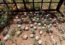 Cluster bomblets are gathered in a field in al-Tmanah town in southern Idlib countryside, Syria, May 21, 2016. PHOTO BY REUTERS/Khalil Ashawi