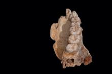The left maxilla of human remains from Misliya Cave in Israel, the oldest remains of our species Homo sapiens found outside Africa, is shown in this handout photo released on January 25, 2018. PHOTO BY REUTERS/Courtesy Israel Hershkovitz/Tel Aviv Universit