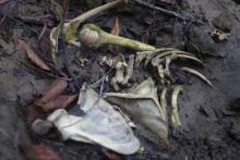 Human bones are seen in a shallow grave in Inn Din, Myanmar, October 26, 2017. PHOTO BY REUTERS/Wa Lone